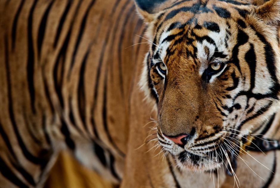 10 Things You Need To Know About Bengal Tigers, bengal tiger is found in 