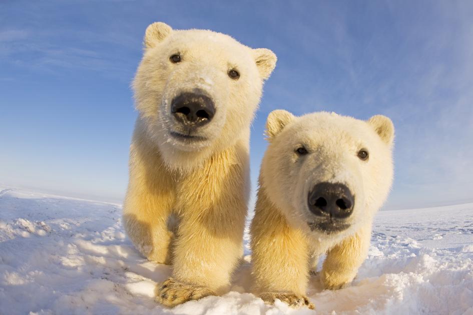 Arctic Icon: 10 Facts about the Polar Bear