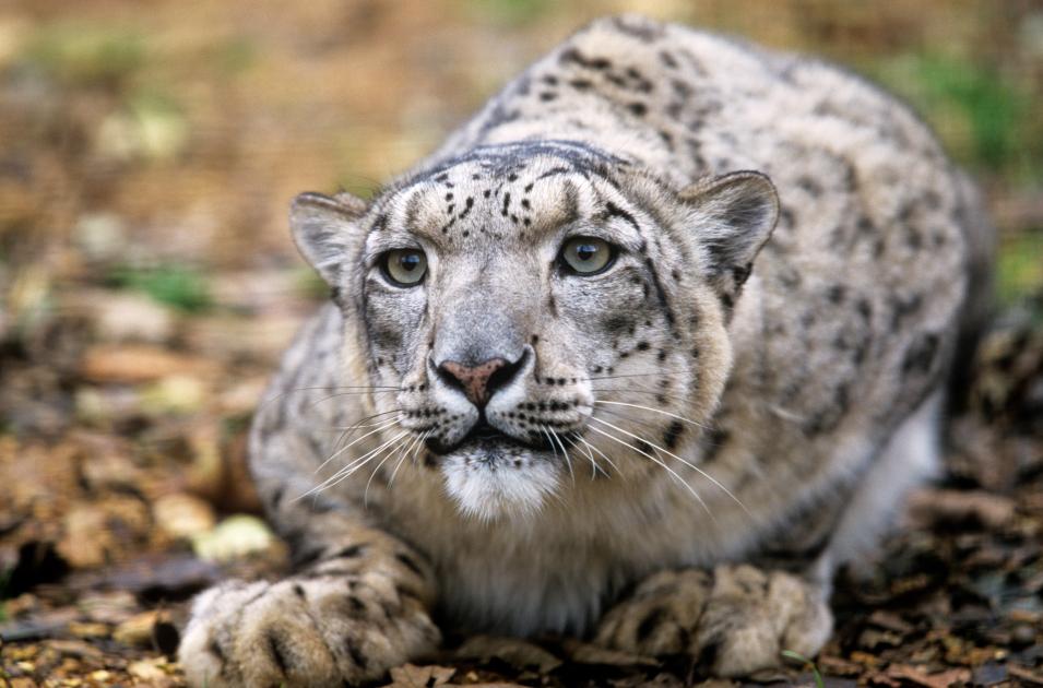 snow leopard eating