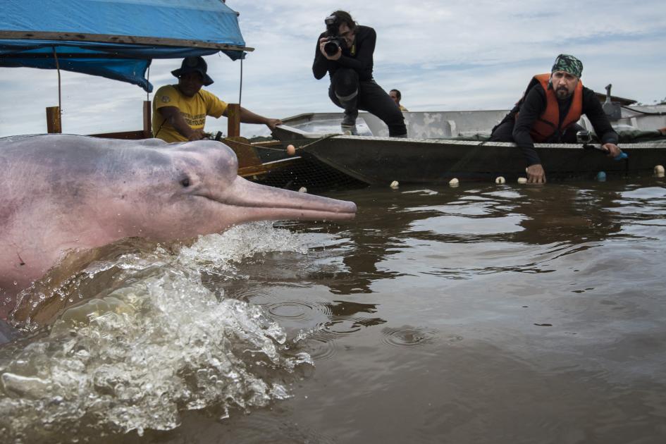 Amazon River Dolphins Wwf