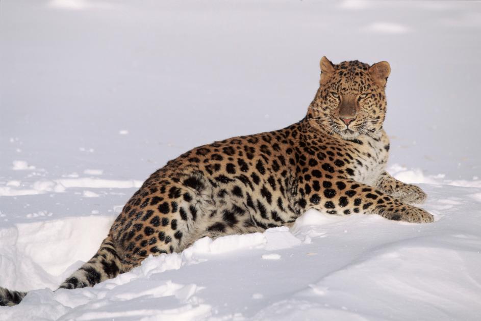 Why Amur Leopards Are Endangered and What We Can Do