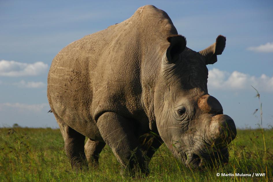 Last male northern white rhino dies | WWF