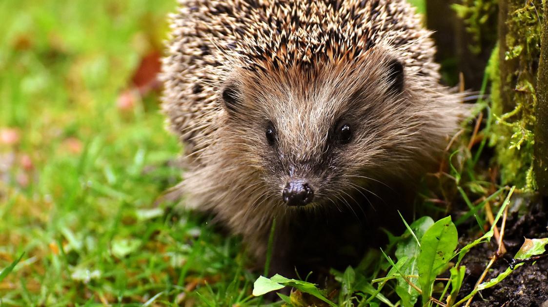 5 Threats To UK Wildlife WWF   Hedgehog Child 3070175 1280 