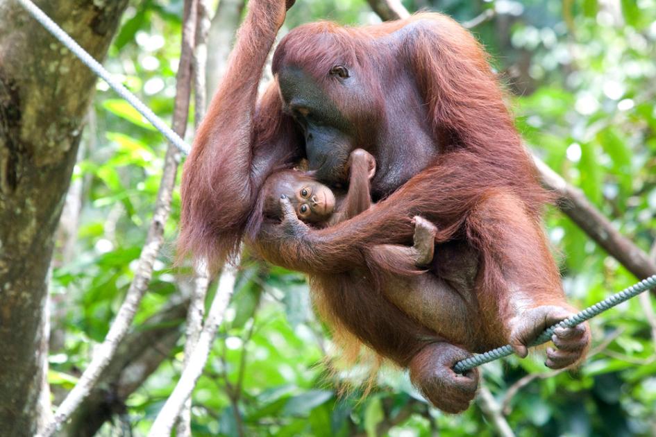 Orangutans Wwf