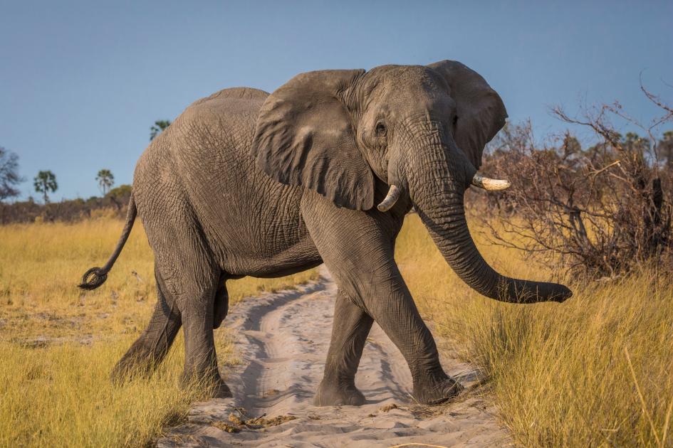 The Real Reason Elephants Have Big Ears