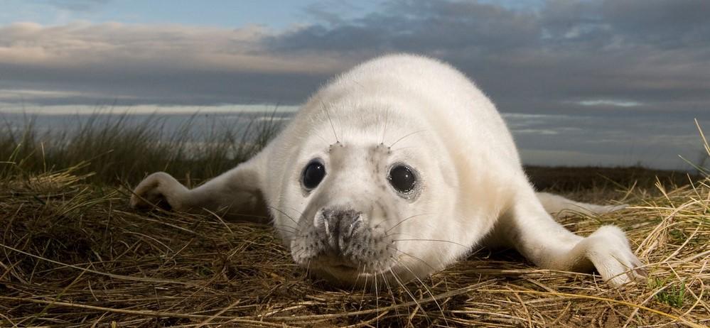 Join The Fight For Scotland’s Nature 