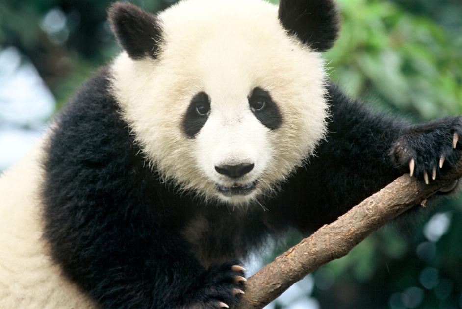 Top 10 Facts About Pandas | WWF