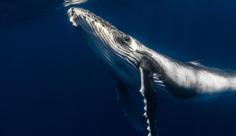 Here are our top 10 facts about whales