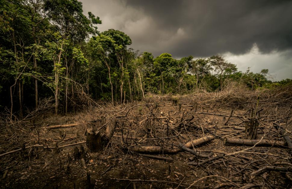 deforestation and climate change case study