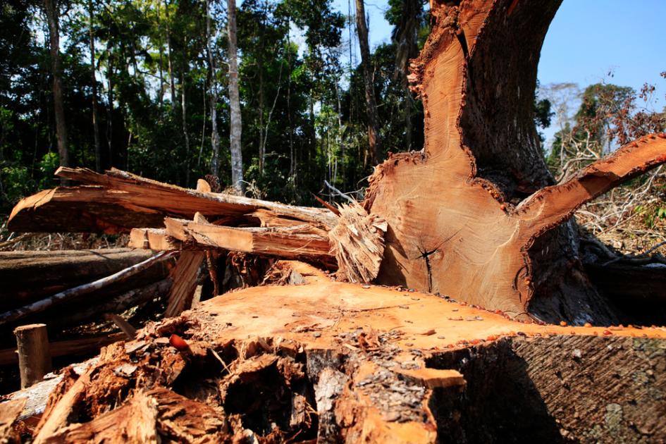 10 Myths about Deforestation | WWF