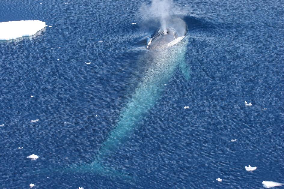antarctic animals whales