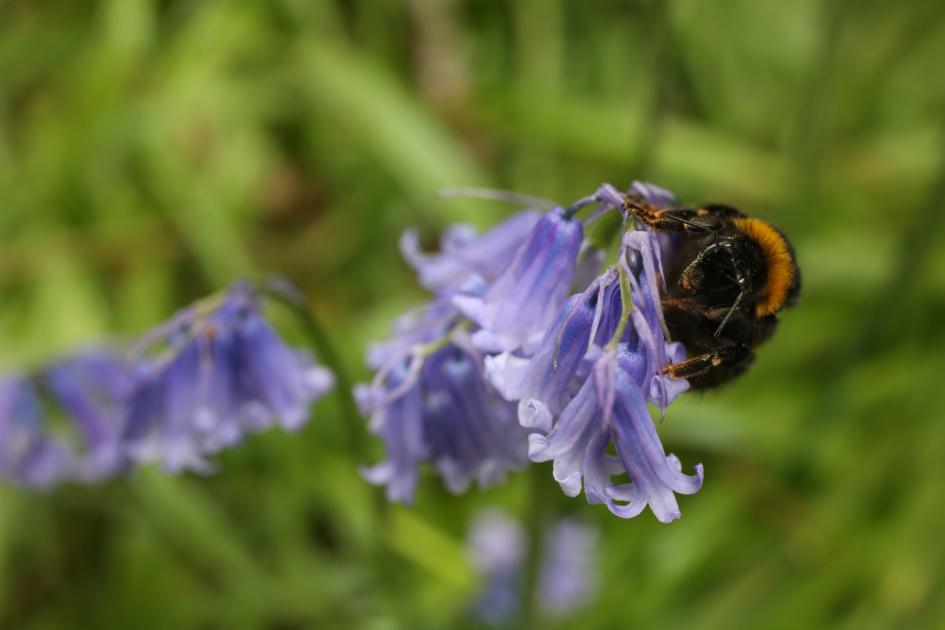 Bumblebees bite plants to make them flower early, surprising scientists