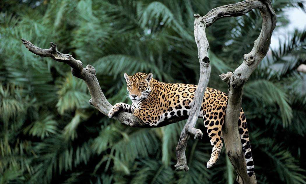 Facts about jaguars  World Animal Protection