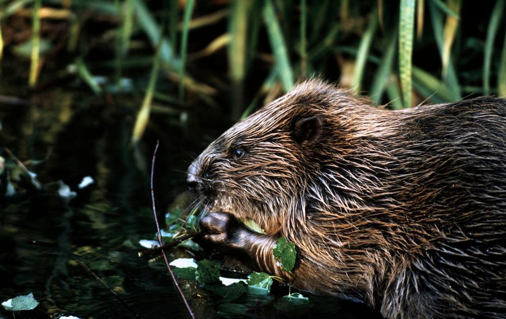 Top 10 facts about Beavers | WWF