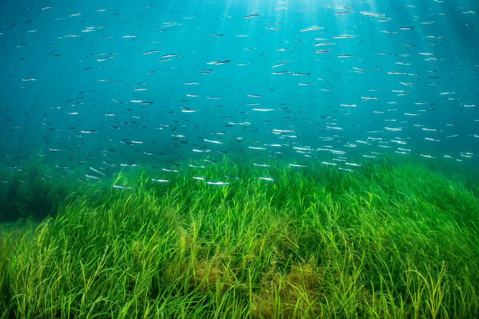 Seagrass Restoration  The Nicholas Institute for Energy, Environment &  Sustainability