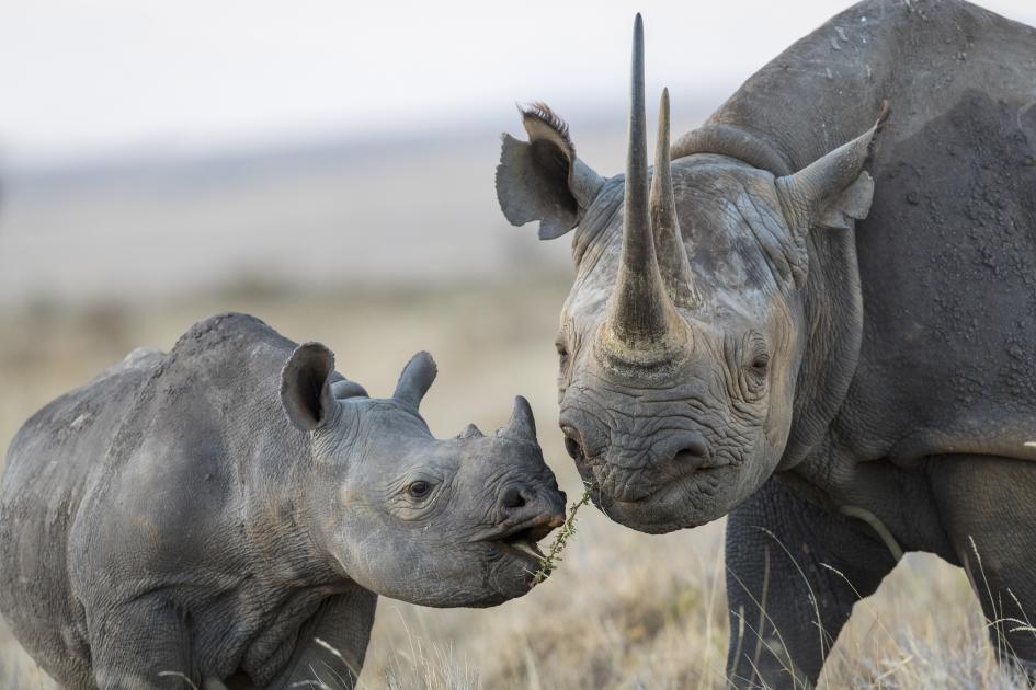 Kenya Black Rhino Reach Milestone 