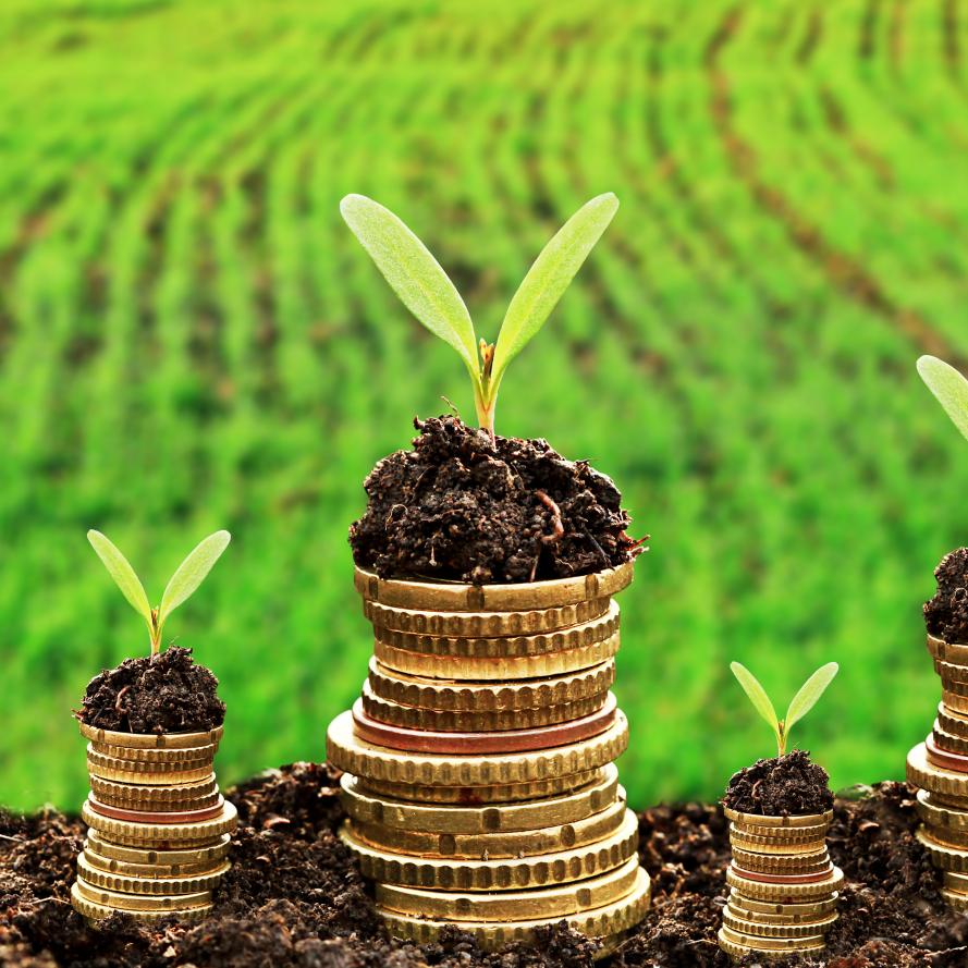 Currency and money in soil © Shutterstock Currency and money in soil with young plant seedlings representing sustainable develepment