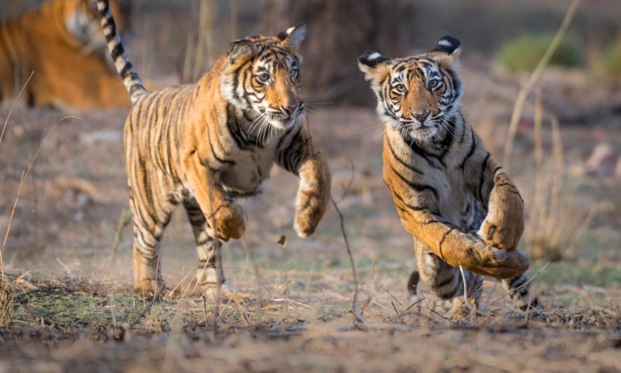 Tiger Tales Classroom Resources And Activities Wwf