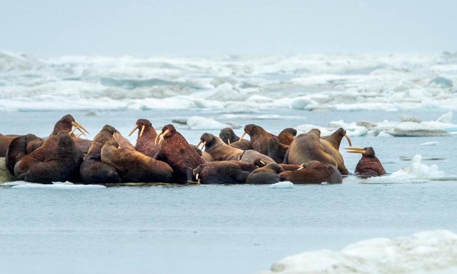 Walrus On Ice