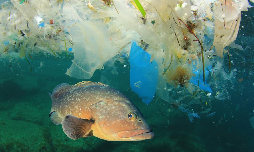 A Guide to Plastic in the Ocean