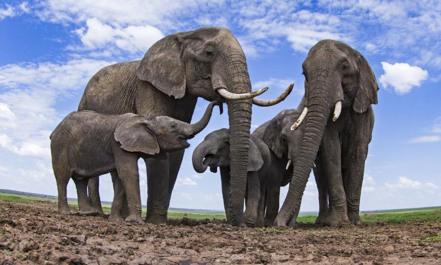 frican elephants (Loxodonta africana) at a waterhole