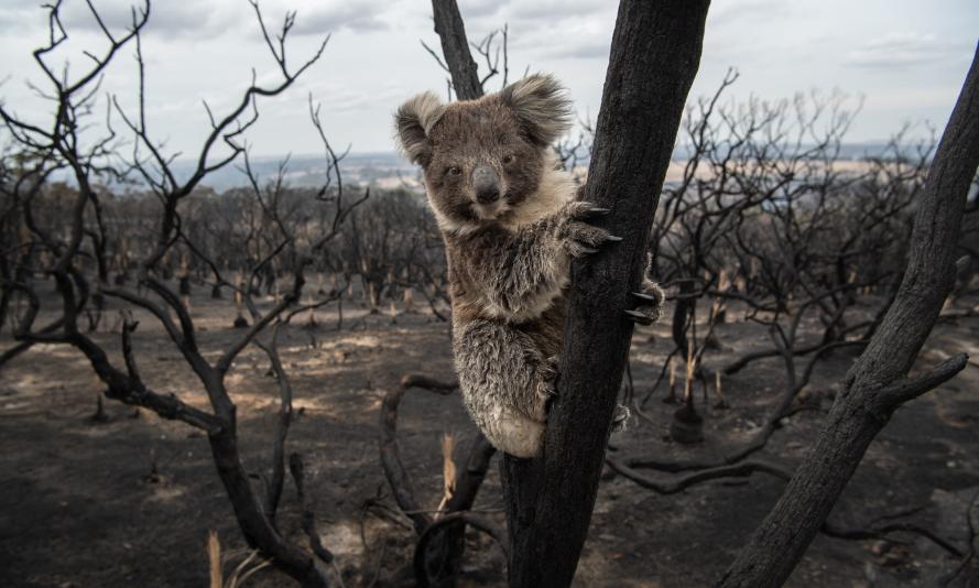 Koala in a burnt tree