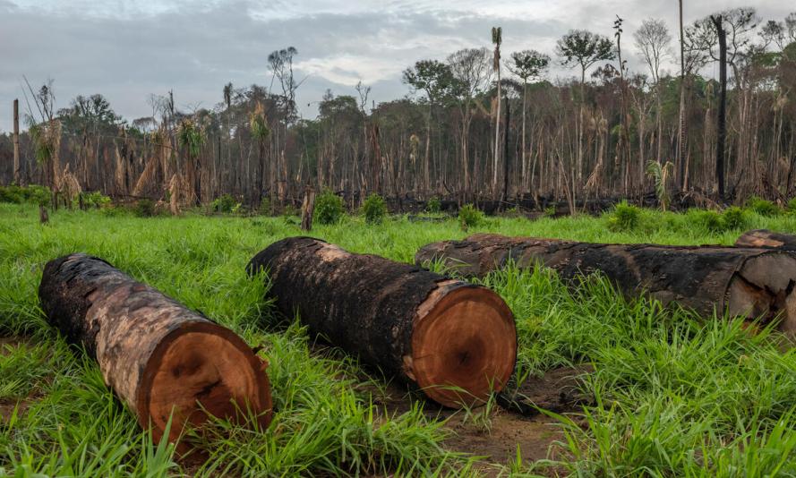 Deforestation of the Amazon rainforest, in Maués, on december 11, 2020