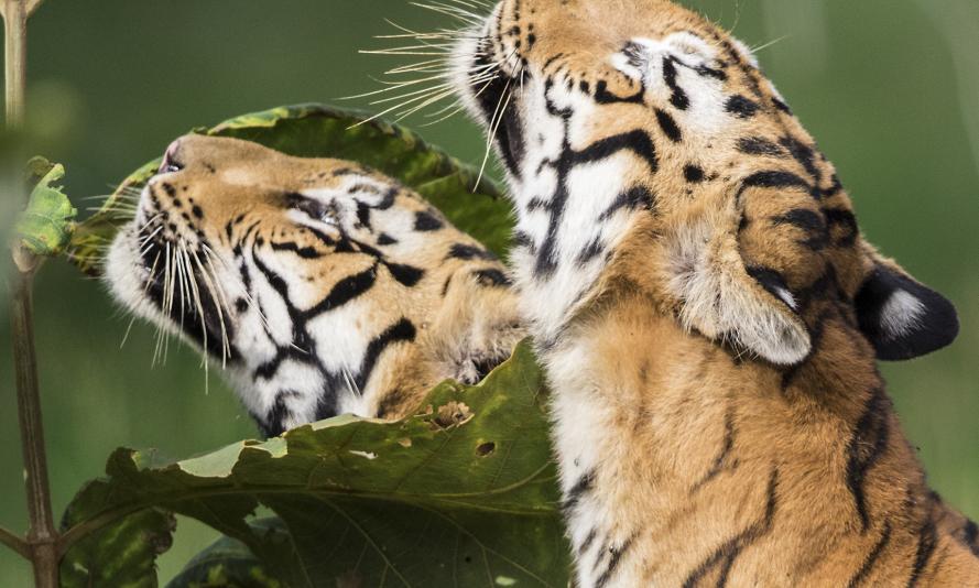 Tigers (Panthera tigris) at Tadoba Andhari Tiger Reserve, India