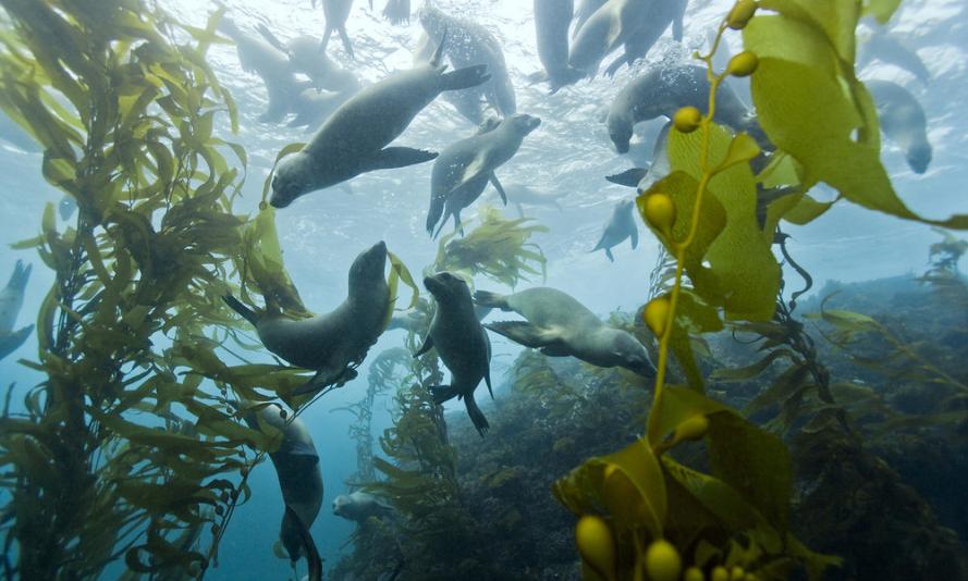 Seals and sea kelp