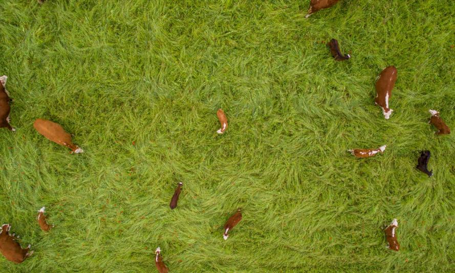 Top down shot of cattle from drone as they explore fresh wildflower pasture while "mob grazing" 