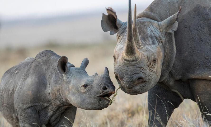 Black rhinoceros mother and calf © naturepl.com / Will Burrard-Lucas / WWF