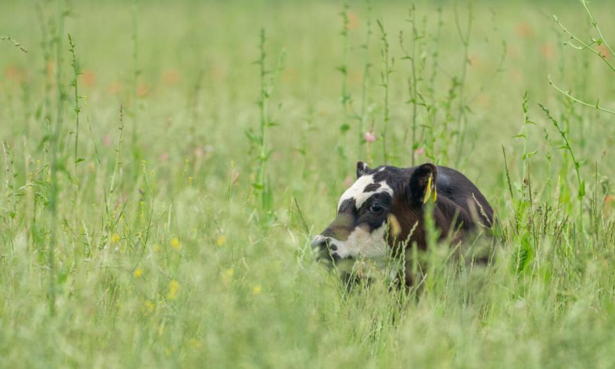 Cattle, mob drazing in long wildflower ruch grassland - © Joseph Gray / WWF-UK.jpg