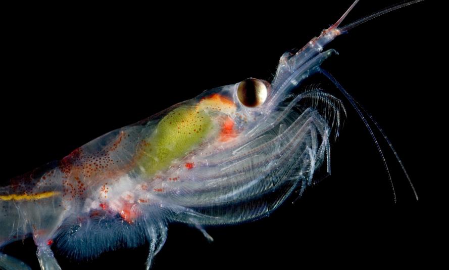 Antarctic Krill, Weddell Sea