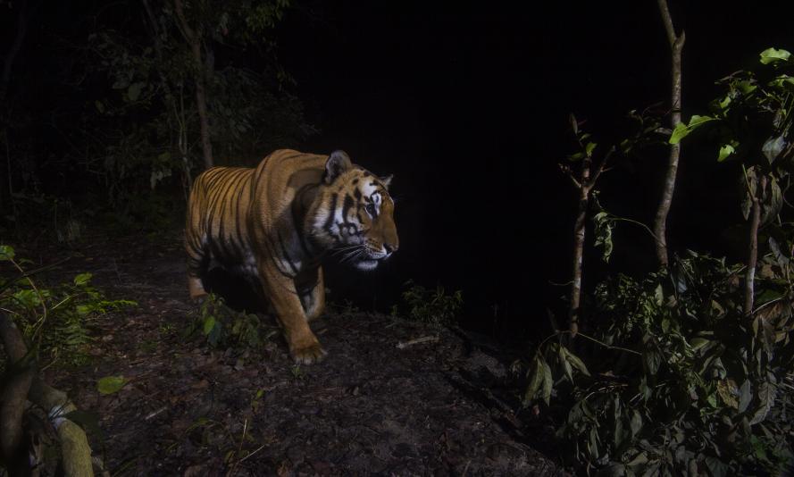 A tiger in Bardia National Park, Nepal. Image made with a camera trap