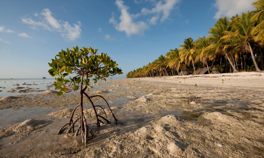 Young mangrove tree growing by the beach.