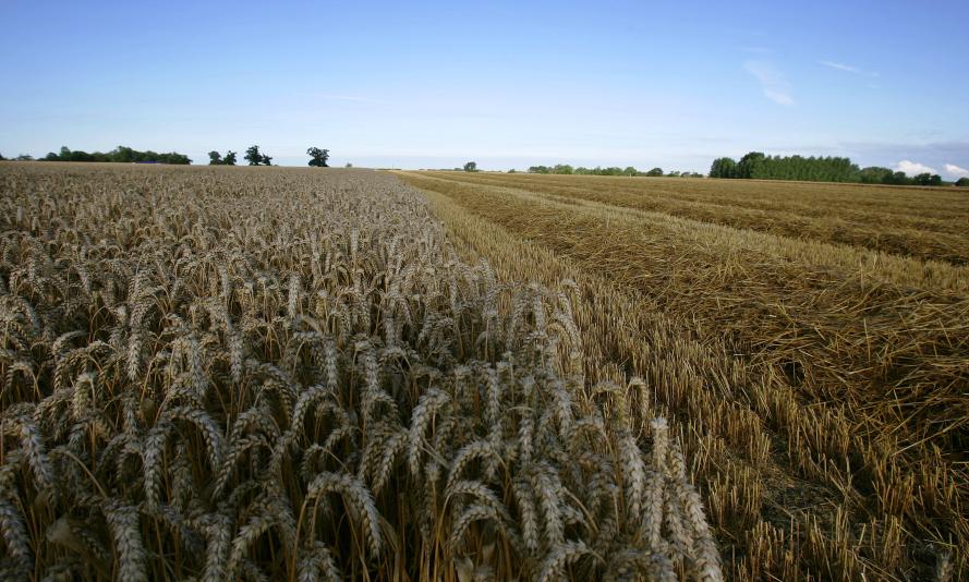 A harvested field of wheat sits alongside wheat waiting to be harvested