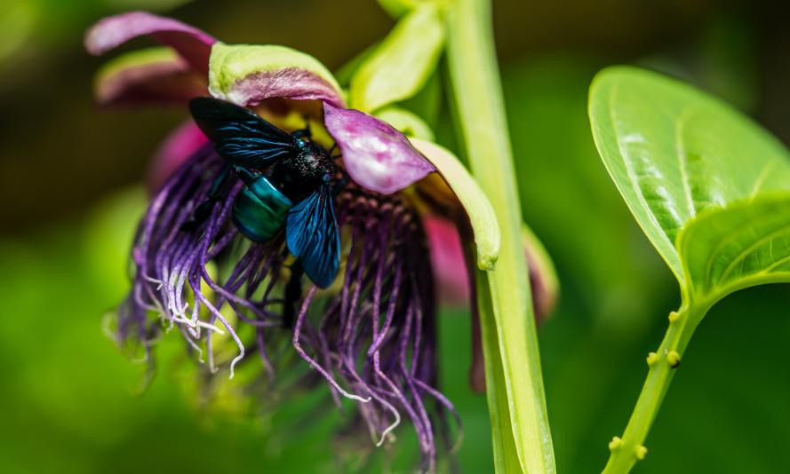 Beetle and flower, Colombia