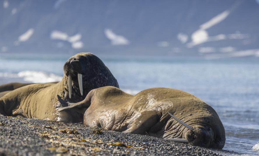 Haul out of walrus in Svalbard, Norway