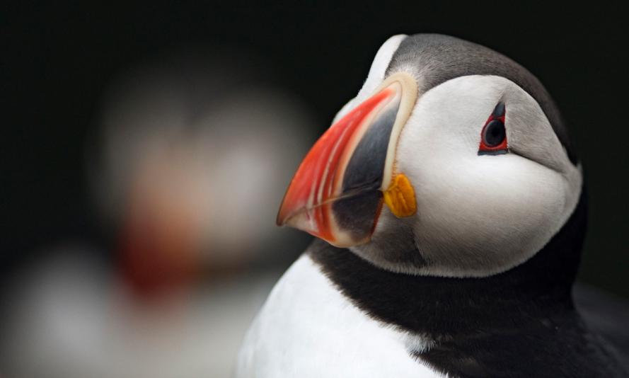 Atlantic puffin Iceland