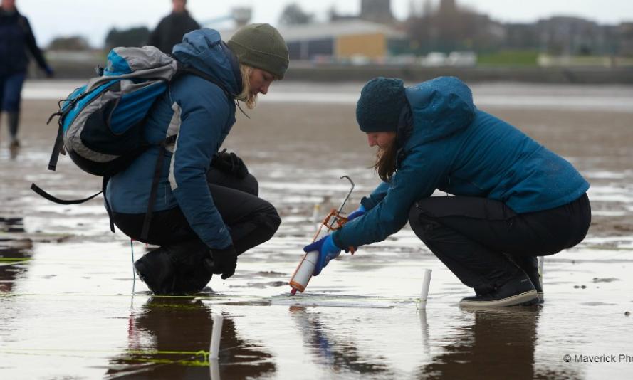 Volunteers injecting seagrass seeds at Pettycur Bay