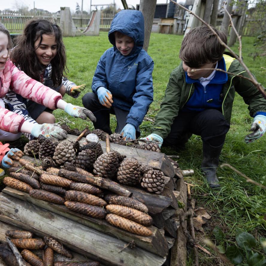 School children collecting and using wood and pinecones to build bug hotels. Bitterne Park Primary School, Southampton, Hampshire, UK. School children collecting and using wood and pinecones to build bug hotels.