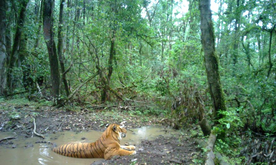 A tiger in Bhutan relaxes in a mud bath