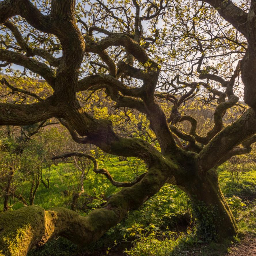 Ancient oak tree Devon UK Ancient oak tree Devon UK