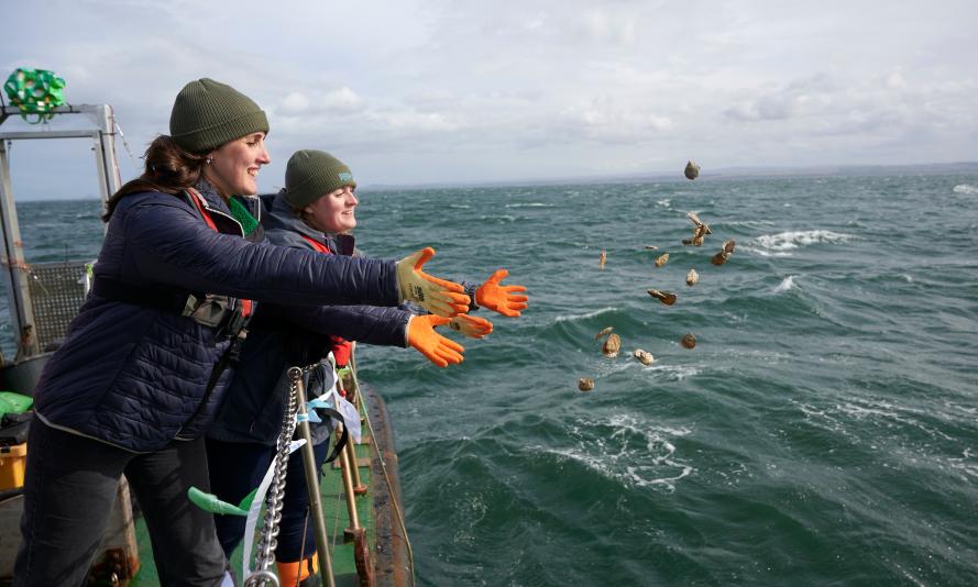 Native oysters return to Firth of Forth