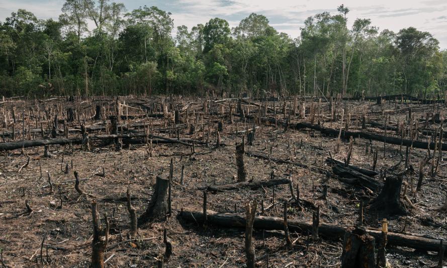 Palm Oil plantation in Central Kalimantan