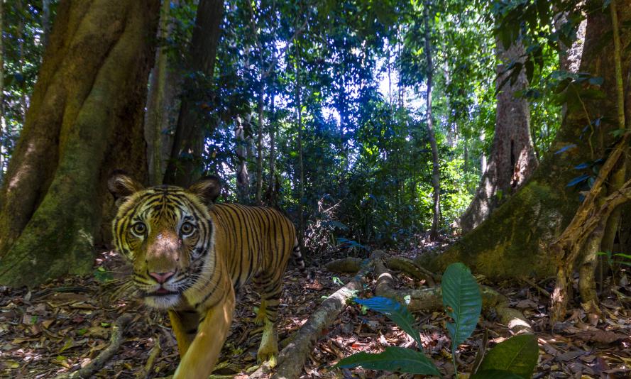 Tiger in Royal Belum State Park, Malaysia