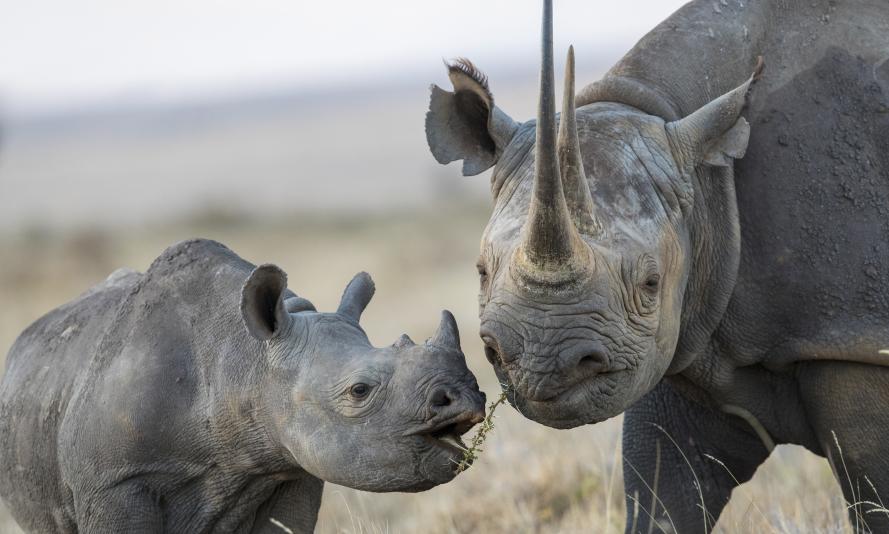 Black rhinoceros mother and calf, Lewa & Borana Conservancy, Kenya