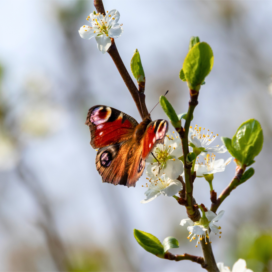 Peacock butterfly perched on a flower in spring Peacock butterfly perched on a flower in spring