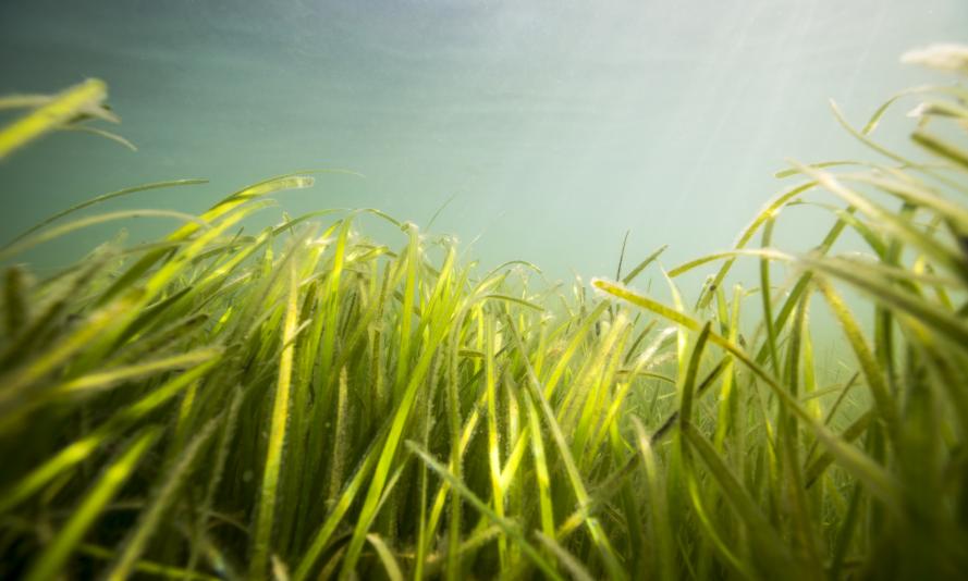 Seagrass beds around the shore of Porthdinllaen, Wales