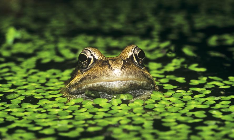 Common frog in a lake